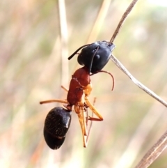 Camponotus nigriceps at Aranda Bushland - 20 Mar 2024