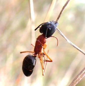 Camponotus nigriceps at Aranda Bushland - 20 Mar 2024