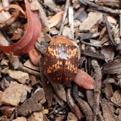 Paropsis aspera (Eucalyptus Tortoise Beetle) at Aranda Bushland - 20 Mar 2024 by CathB