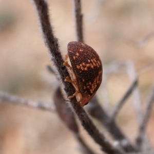 Paropsis aspera at Aranda Bushland - 20 Mar 2024