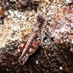 Pycnostictus seriatus at Aranda Bushland - 16 Mar 2024