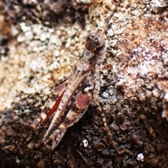Pycnostictus seriatus (Common Bandwing) at Aranda Bushland - 16 Mar 2024 by CathB