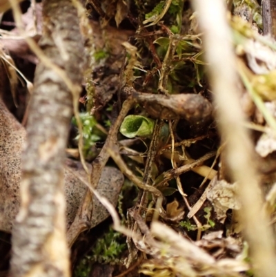 Corysanthes hispida (Bristly Helmet Orchid) at Point 4081 - 20 Mar 2024 by CathB