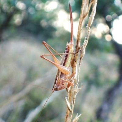 Conocephalus semivittatus (Meadow katydid) at Cook, ACT - 28 Mar 2024 by CathB