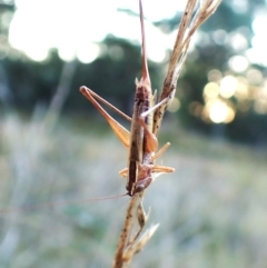 Conocephalus semivittatus at Mount Painter - 28 Mar 2024