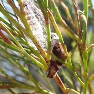 Anestia semiochrea at Aranda Bushland - 29 Mar 2024