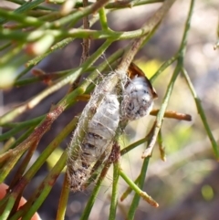 Anestia semiochrea at Aranda Bushland - 29 Mar 2024 11:04 AM
