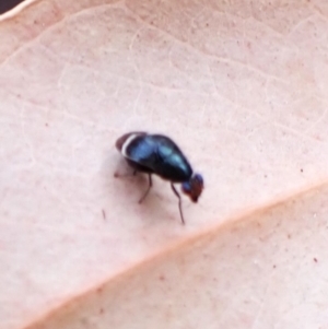 Depressa sp. (genus) at Aranda Bushland - 29 Mar 2024