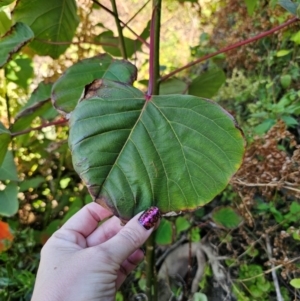 Homalanthus populifolius at Malua Bay, NSW - 30 Mar 2024 03:11 PM