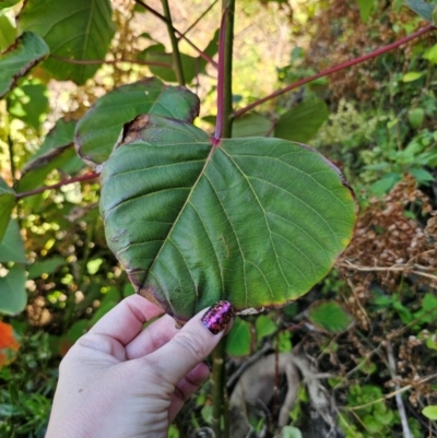 Homalanthus populifolius (Bleeding Heart) at Malua Bay, NSW - 30 Mar 2024 by Csteele4