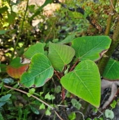 Homalanthus populifolius at Malua Bay, NSW - 30 Mar 2024 03:11 PM