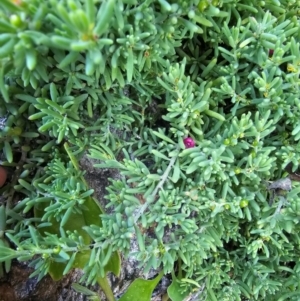 Enchylaena tomentosa var. tomentosa at Malua Bay, NSW - 30 Mar 2024