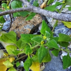 Tetragonia tetragonoides (Native Spinach, New Zealand Spinach) at Malua Bay, NSW - 30 Mar 2024 by Csteele4