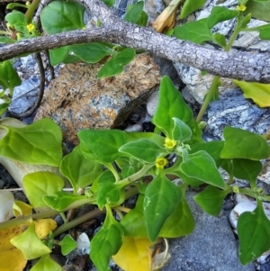 Tetragonia tetragonoides at Malua Bay, NSW - 30 Mar 2024