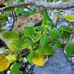 Tetragonia tetragonoides at Malua Bay, NSW - 30 Mar 2024