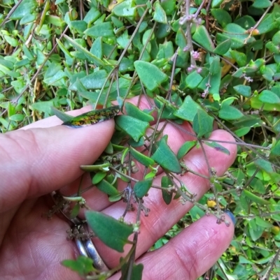 Einadia nutans (Climbing Saltbush) at Malua Bay, NSW - 30 Mar 2024 by Csteele4