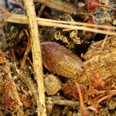 Laxta sp. (genus) (Bark cockroach) at Cook, ACT - 29 Mar 2024 by CathB