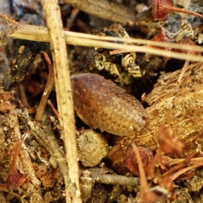 Laxta sp. (genus) (Bark cockroach) at Cook, ACT - 28 Mar 2024 by CathB