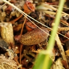 Laxta sp. (genus) at suppressed - 29 Mar 2024