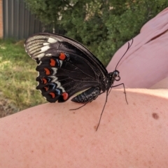 Papilio aegeus (Orchard Swallowtail, Large Citrus Butterfly) at Calwell, ACT - 30 Mar 2024 by mathewm