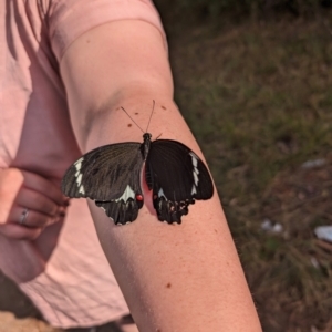 Papilio aegeus at Calwell, ACT - 30 Mar 2024