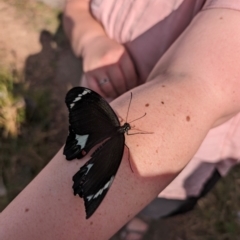 Papilio aegeus at Calwell, ACT - 30 Mar 2024