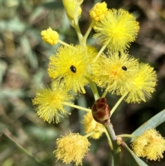 Acacia iteaphylla (Flinders Range Wattle) at Hall, ACT - 23 Mar 2024 by strigo