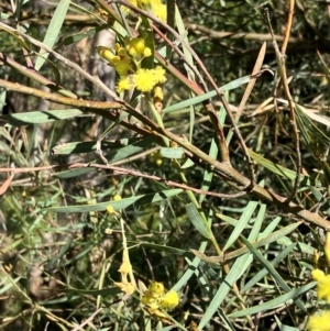 Acacia iteaphylla at Hall, ACT - 24 Mar 2024