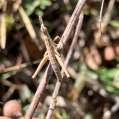 Keyacris scurra (Key's Matchstick Grasshopper) at Hall, ACT - 30 Mar 2024 by strigo