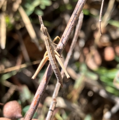 Keyacris scurra (Key's Matchstick Grasshopper) at Hall, ACT - 30 Mar 2024 by strigo