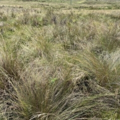 Poa labillardierei (Common Tussock Grass, River Tussock Grass) at Hume, ACT - 7 Feb 2024 by Tapirlord