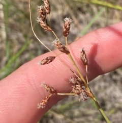 Fimbristylis dichotoma (A Sedge) at Hume, ACT - 7 Feb 2024 by Tapirlord