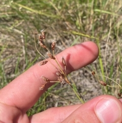 Fimbristylis dichotoma at Jerrabomberra Grassland - 7 Feb 2024