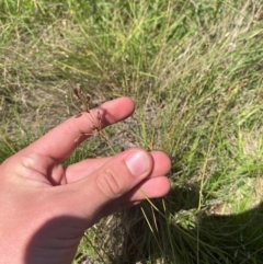 Fimbristylis dichotoma at Jerrabomberra Grassland - 7 Feb 2024 11:41 AM