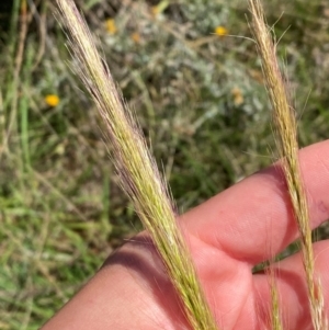 Dichelachne crinita (Long-hair Plume Grass) at Jerrabomberra East Offset (JE_4) by Tapirlord