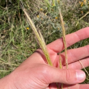 Dichelachne crinita at Jerrabomberra East Offset (JE_4) - 7 Feb 2024