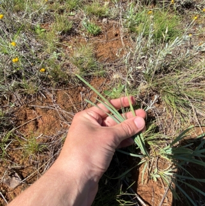 Lomandra bracteata (Small Matrush) at Jerrabomberra Grassland - 7 Feb 2024 by Tapirlord