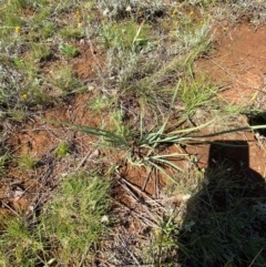 Lomandra bracteata at Jerrabomberra East Offset (JE_4) - 7 Feb 2024