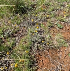 Chrysocephalum apiculatum (Common Everlasting) at Jerrabomberra East Offset (JE_4) - 7 Feb 2024 by Tapirlord