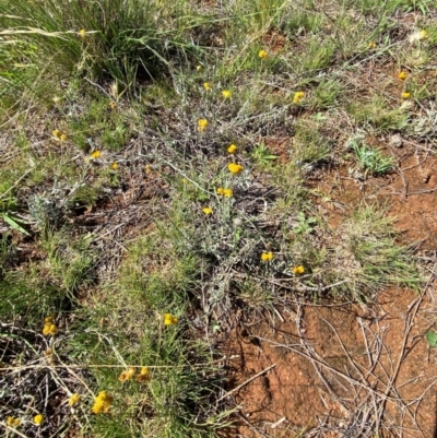 Chrysocephalum apiculatum (Common Everlasting) at Jerrabomberra East Offset (JE_4) - 7 Feb 2024 by Tapirlord