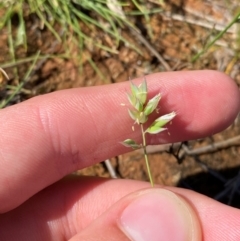 Rytidosperma carphoides (Short Wallaby Grass) at Jerrabomberra Grassland - 7 Feb 2024 by Tapirlord