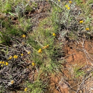 Rytidosperma carphoides at Jerrabomberra East Offset (JE_4) - 7 Feb 2024