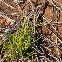 Isoetopsis graminifolia (Grass Cushion Daisy) at Jerrabomberra East Offset (JE_4) - 7 Feb 2024 by Tapirlord