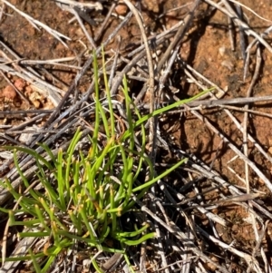 Isoetopsis graminifolia at Undefined Area - 7 Feb 2024 10:47 AM