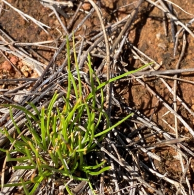 Isoetopsis graminifolia (Grass Cushion Daisy) at Jerrabomberra East Offset (JE_4) - 7 Feb 2024 by Tapirlord