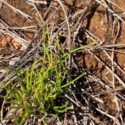 Isoetopsis graminifolia (Grass Cushion Daisy) at Jerrabomberra Grassland - 7 Feb 2024 by Tapirlord