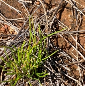 Isoetopsis graminifolia (Grass Cushion Daisy) at Jerrabomberra East Offset (JE_4) by Tapirlord
