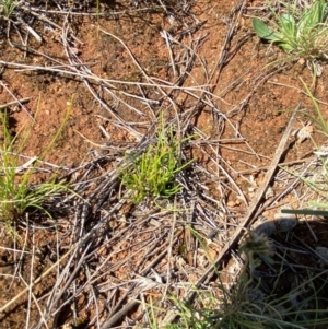 Isoetopsis graminifolia at Jerrabomberra East Offset (JE_4) - 7 Feb 2024
