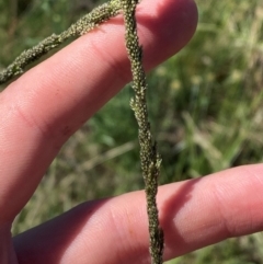 Sporobolus creber (Slender Rat's Tail Grass) at Hume, ACT - 6 Feb 2024 by Tapirlord