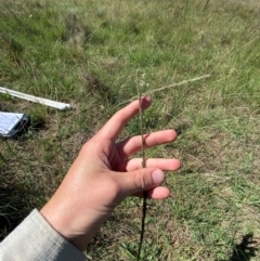 Sporobolus creber at Jerrabomberra East Offset (JE_4) - 7 Feb 2024 10:33 AM